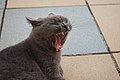 A yawning cat's tongue is comb-like