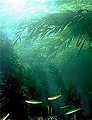 Image 53Kelp forests can provide shelter and food for shallow water fish (from Coastal fish)