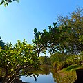 Lake from bonsai garden