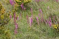 Orchis mascula subsp. laxifloriformis - Spain, Navarre