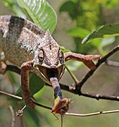 Oustalet's chameleon (Furcifer oustaleti) male feeding Anja Community Reserve 3e