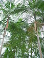 Plants inside the greenhouse