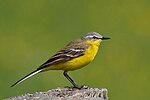 Thumbnail for Western yellow wagtail