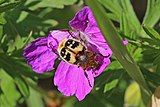 Bee beetle, Estonia