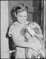 Daughter of a Lejunior, Kentucky, coal miner with her pet groundhog (1946)