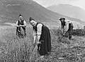 Image 10Harvesting oats at Fossum in Jølster during the 1880s (from History of Norway)