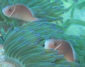 A. perideraion (pink skunk anemonefish)