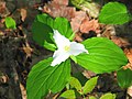 Great White Trillium (Trillium grandiflorum), Ontario's flower.