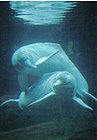 Gray dolphins underwater
