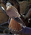 January 7th Falco sparverius (American Kestrel)