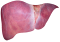 Liver (standard image)