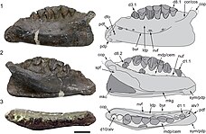 Holotype dentary of Qantassaurus, another possible but less likely candidate for the dentary of Galleonosaurus