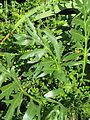 Silphium laciniatum (compass plant) leaves