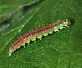 Pre-pupation larva