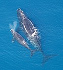 Two gray whales