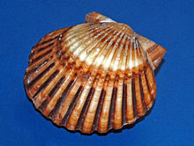 Shell of Argopecten irradians from Bermuda Islands at the Museo Civico di Storia Naturale di Milano