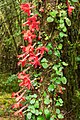 Asteranthera ovata , (Cav.) Hanst. in the Puyehue National Park
