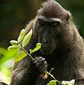 A celebes macaque eating a leaf