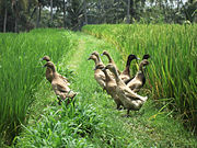 Ducks with free access to rice paddies in Bali, Indonesia provide additional income and manure the fields, reducing the need for fertilizer.[7]