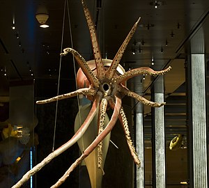 A plastified giant squid, nine meters long, in the Gallery of Evolution