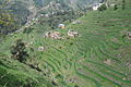Terraced field in Kabal Swat valley, Pakistan.