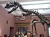A skeletal mount of Ceratosaurus