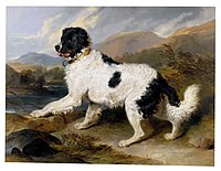 The classic "Landseer" markings of the breed relate to paintings like this by Sir Edwin Henry Landseer: Lion: A Newfoundland Dog, 1824. Some people believe that markings such as this are indicative of a separate breed known as the Landseer, named in his honour.