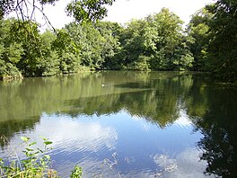 photo of water and trees
