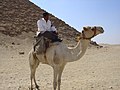 Police on a camel in front of the Red Pyramid in Dahshur.jpg