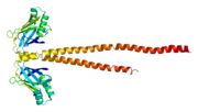 XRCC4, involved in DNA repair