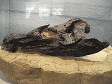 Stegosaurierschadel