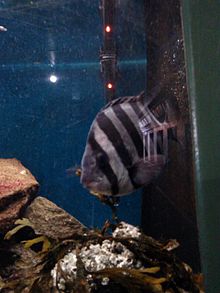 An approximately 6 inch long striped beakfish fish in an aquarium tank. Some rocks, kelp, and invertebrates are along the bottom of the tank.