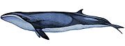 Drawing of gray whale