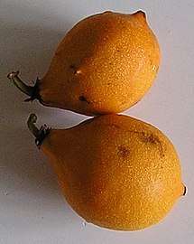 Garcinia gardneriana (bacupari)
