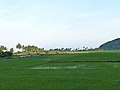 Ricefield at Barangay Biong
