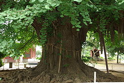 Ginkgo tree of Chiba-dera