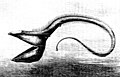 Image 24Pelican eel (from Deep-sea fish)