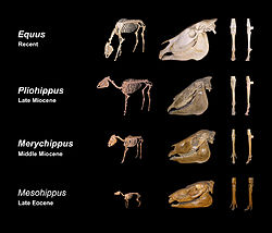Fossils of various horse genera illustrating their evolution over time