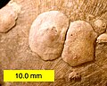 Petrocrania brachiopods attached to a strophomenid brachiopod; Upper Ordovician of southeastern Indiana.