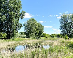 Local lake (Łacha Siekierkowska), old oxbow of Vistula