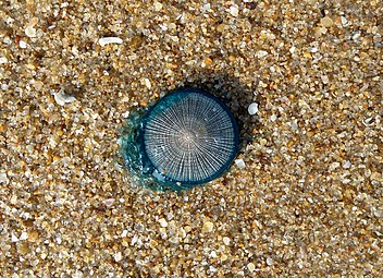 Blue button from Bay of Bengal