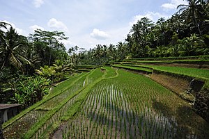 Rice fields (sawah) at the entrance to Gunung Kawi Temple