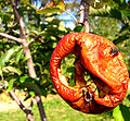 Rotting Apple photographed in Virginia.
