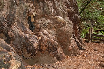 Several large burls formed on the base of a redwood tree showing the unusual regeneration method used by redwoods.