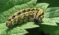 Older caterpillars are solitary