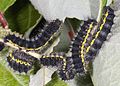 Younger caterpillar