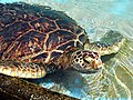 Image 44Green sea turtle