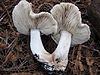 From the "mushroom people", it's a Tiger Tricholoma! J Milburn (talk) 21:52, 4 September 2010 (UTC)
