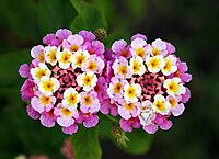 Twin lantana with spider