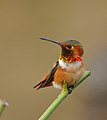Male Allen's Hummingbird